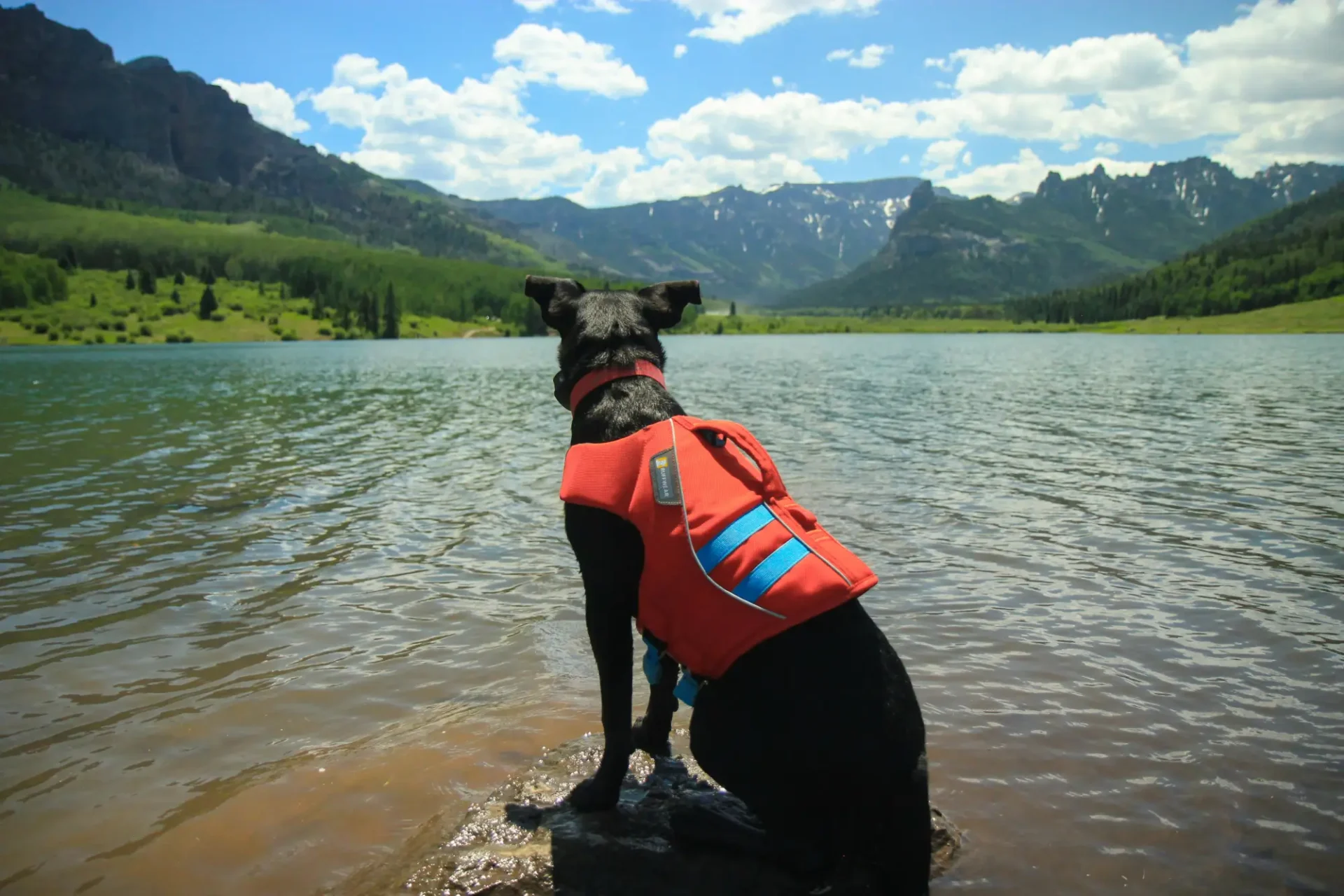 A dog in an orange life vest sitting on the shore of a lake.